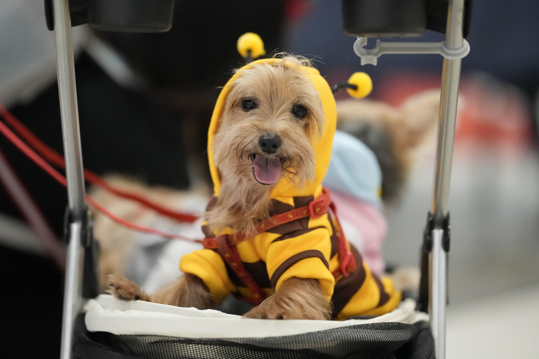 Philippines Halloween Animals